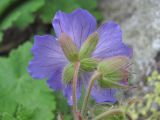 Geranium platypetalum. Цветок (вид со стороны чашечки). Кабардино-Балкария, Эльбрусский р-н, долина р. Ирикчат, ок. 2600 м н.у.м., субальпийский луг. 07.07.2020.