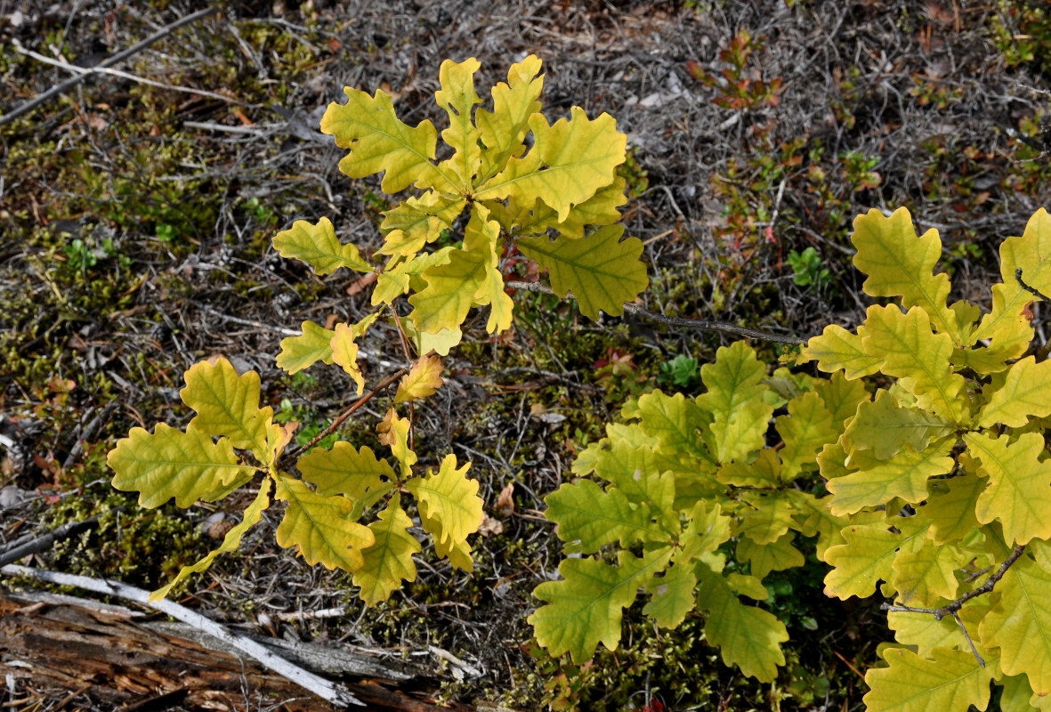 Изображение особи Quercus robur.