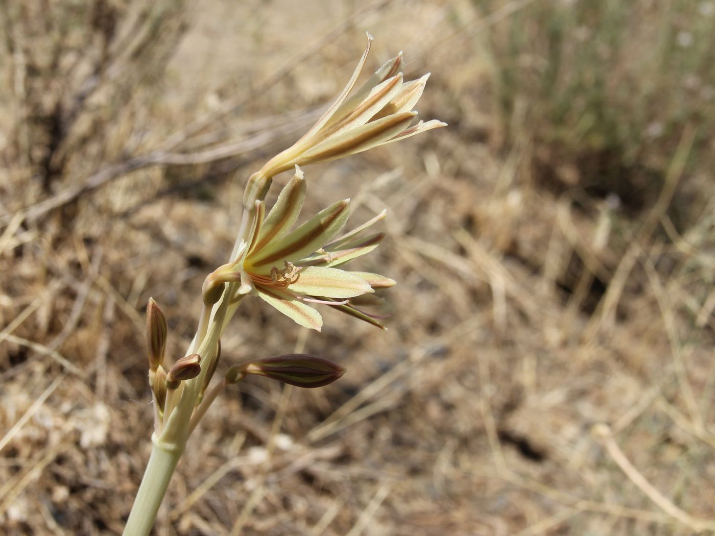 Изображение особи Ungernia oligostroma.