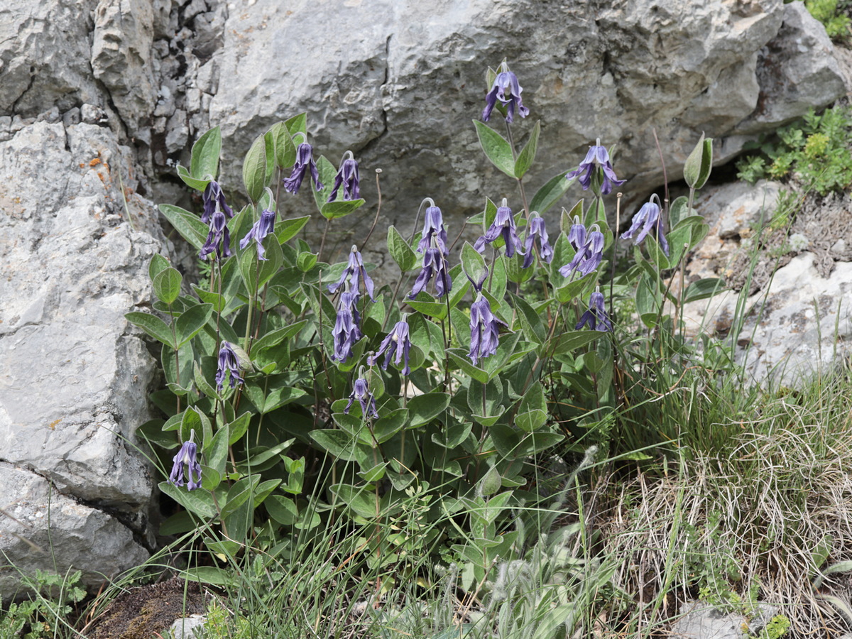 Image of Clematis integrifolia specimen.