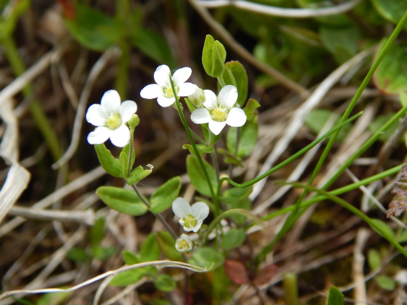 Image of Moehringia lateriflora specimen.