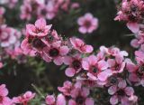 Leptospermum scoparium