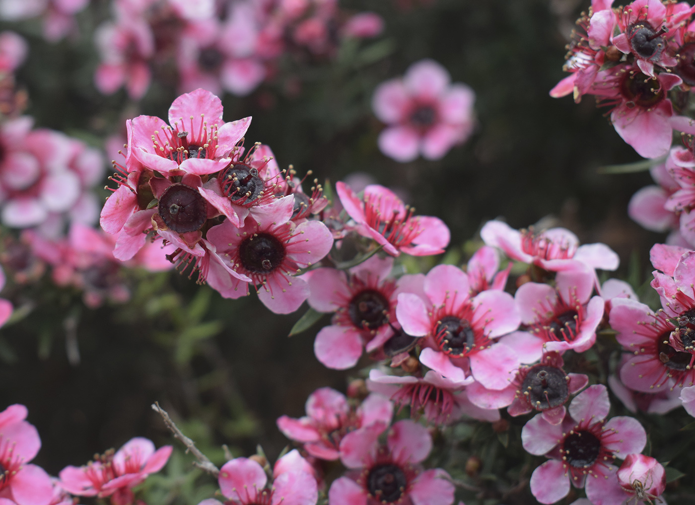 Image of Leptospermum scoparium specimen.