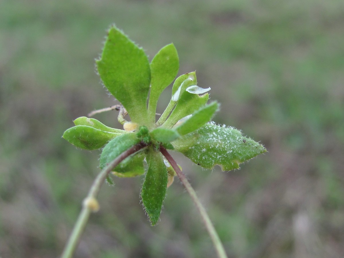 Image of Erophila verna specimen.