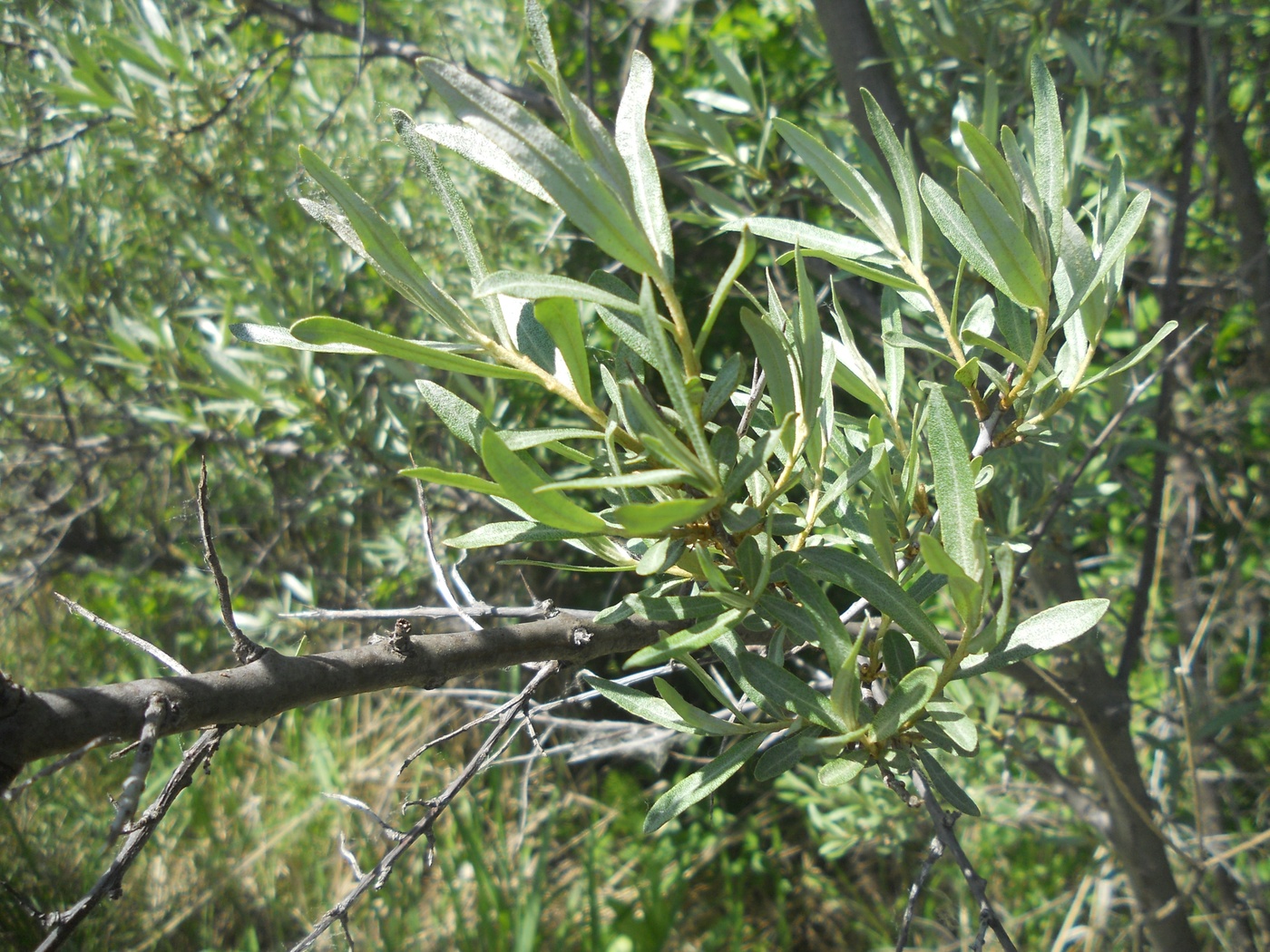 Image of Hippophae rhamnoides specimen.