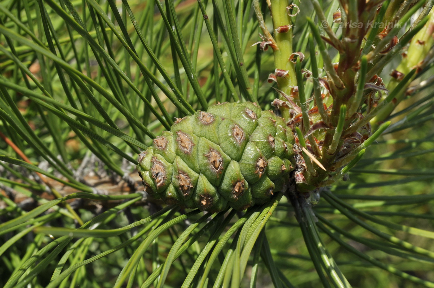 Image of genus Pinus specimen.