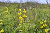 Thermopsis lupinoides. Верхушка цветущего растения. Приморский край, г. Владивосток, о. Русский, бух. Ахлёстышева, прибрежный луг. 16.06.2021.