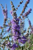 Vitex agnus-castus