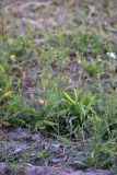 genus Polygonum