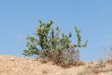 Zygophyllum ferganense. Плодоносящее растение. Узбекистан, Ферганская обл., горы Кампиркок, пестроцветы, вершина склона. 20.05.2021.