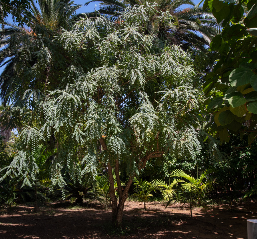 Изображение особи род Phyllanthus.