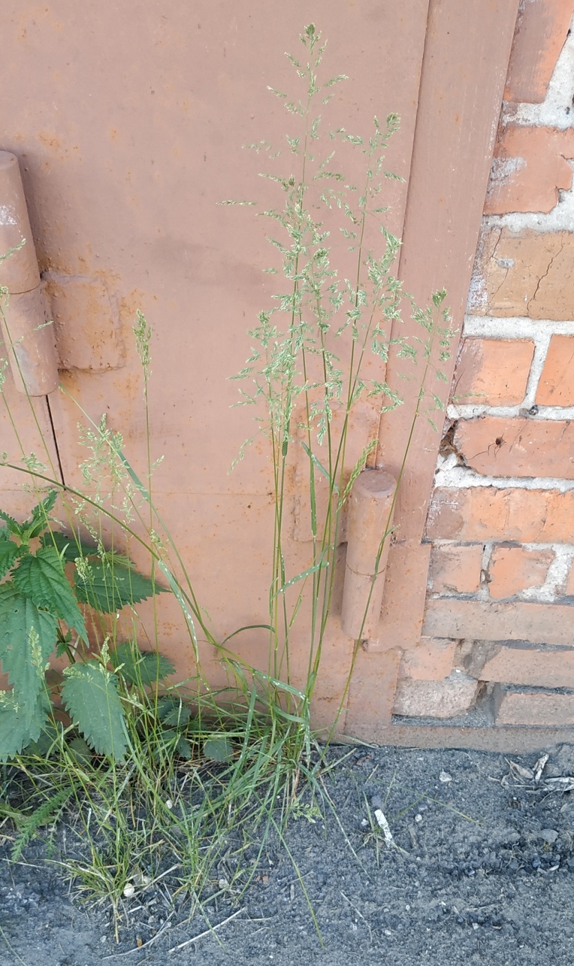 Image of Poa trivialis specimen.