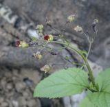 Scrophularia nodosa. Верхушка цветущего побега. Пермский край, Оханский р-н, Тулумбаихинское сельское поселение, Кунчурихинский бор, часто затапливаемый песчаный берег. 25.09.2021.