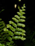 Nephrolepis exaltata