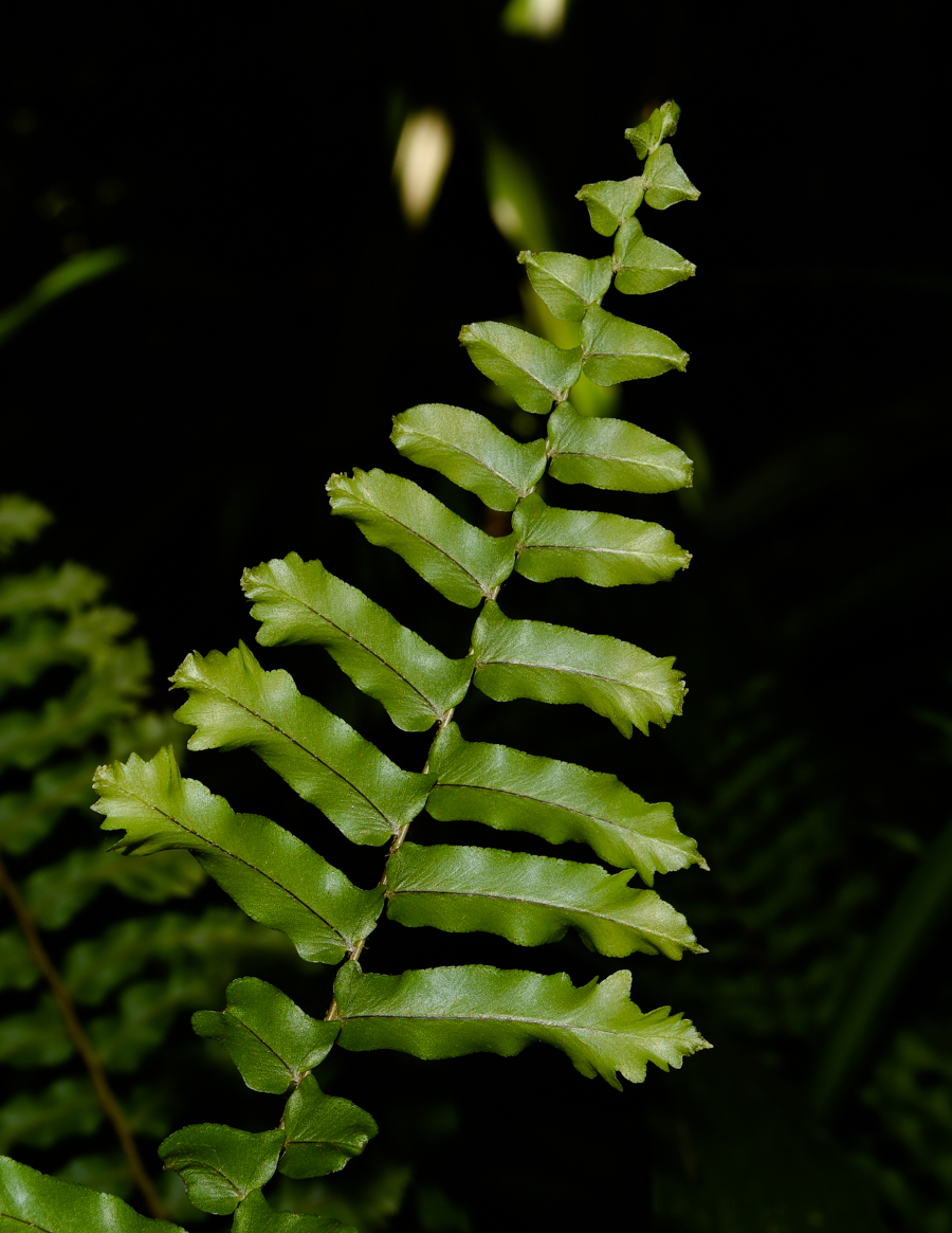 Image of Nephrolepis exaltata specimen.