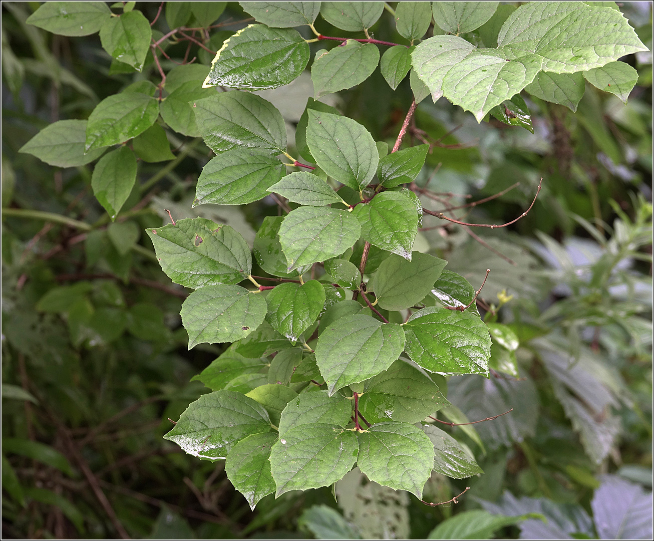 Image of Philadelphus pubescens specimen.