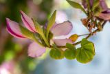 Bauhinia variegata