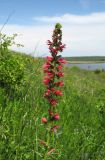 Echium russicum. Соцветие. Ростовская обл., Октябрьский р-н, долина р. Аюта, берег пруда Терновый Яр, степной склон. 23.05.2021.