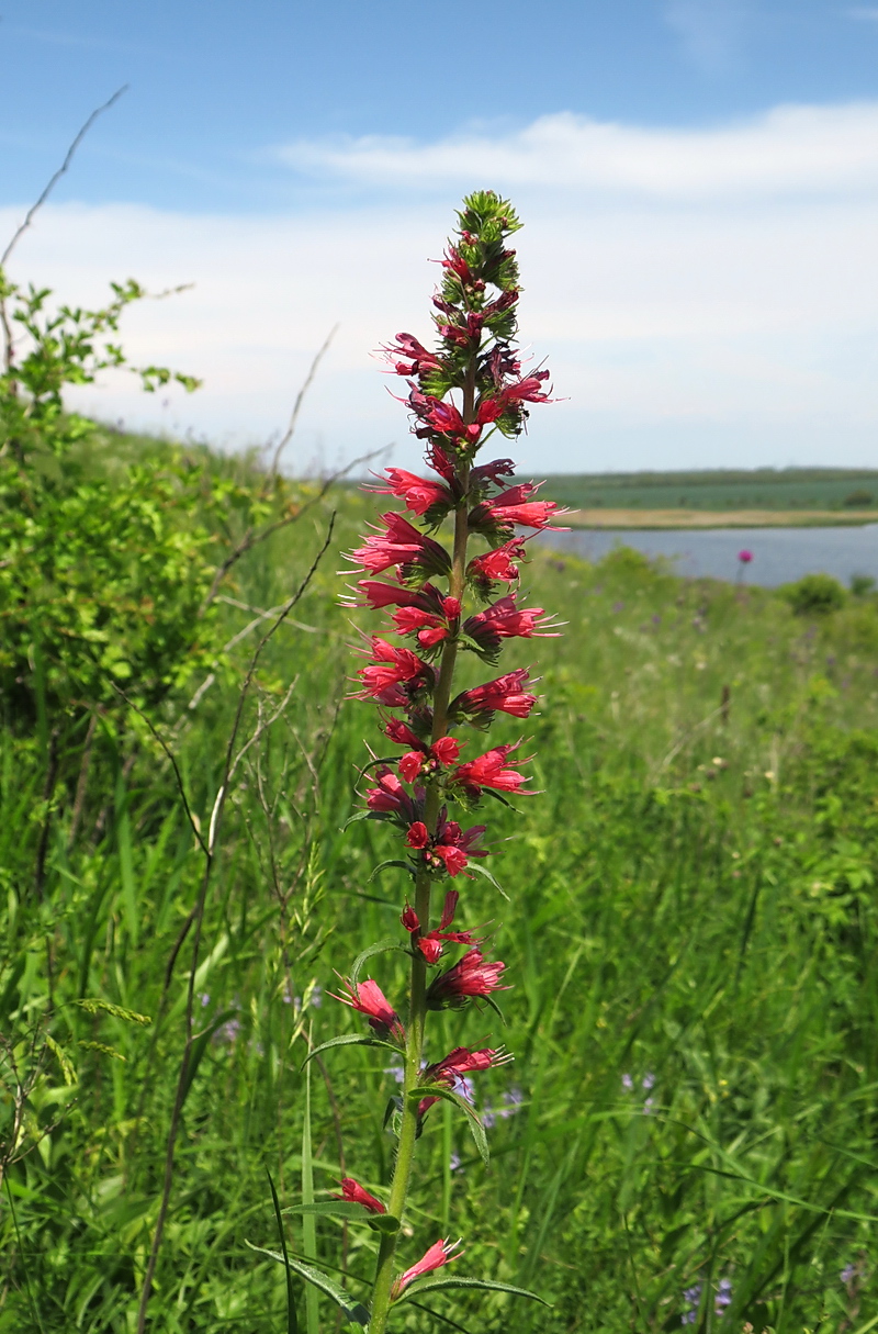 Изображение особи Echium russicum.