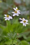 Anemonastrum fasciculatum