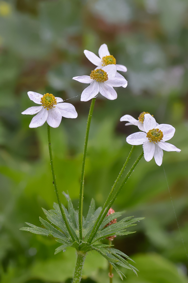 Image of Anemonastrum fasciculatum specimen.