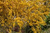 Vachellia farnesiana