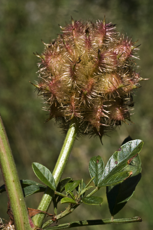 Image of Glycyrrhiza echinata specimen.