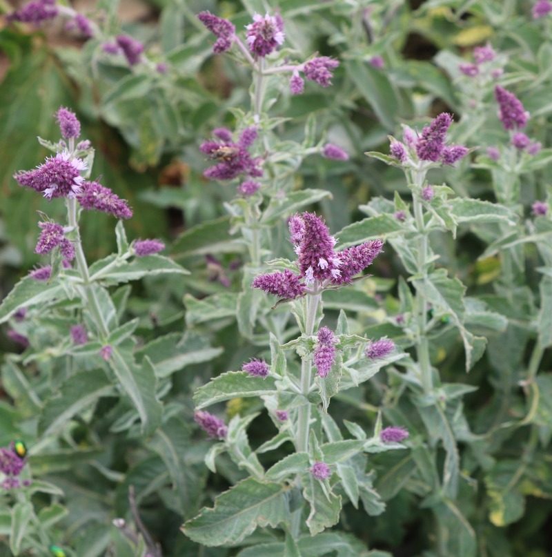 Image of Mentha longifolia specimen.