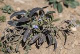 род Myosotis