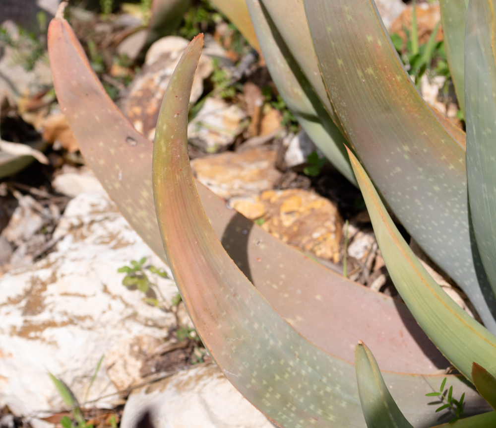 Image of Aloe buhrii specimen.