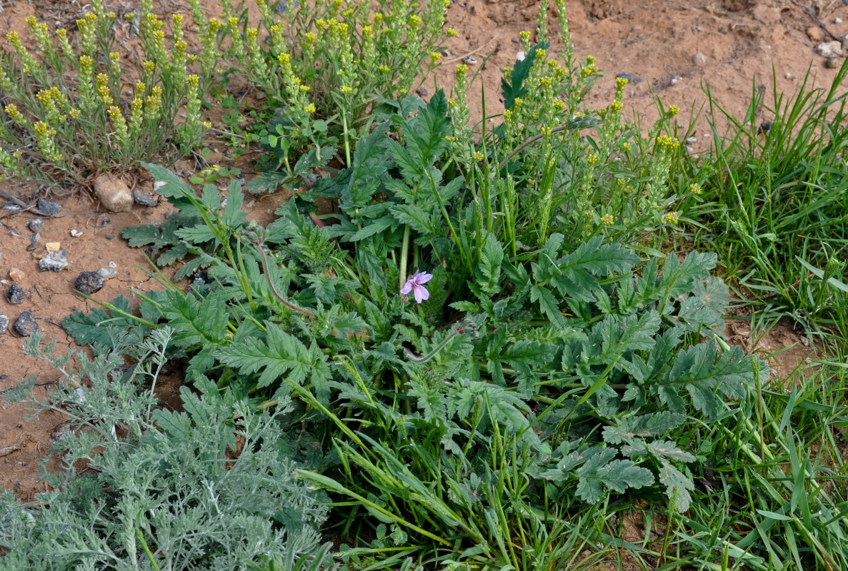 Image of Erodium ciconium specimen.