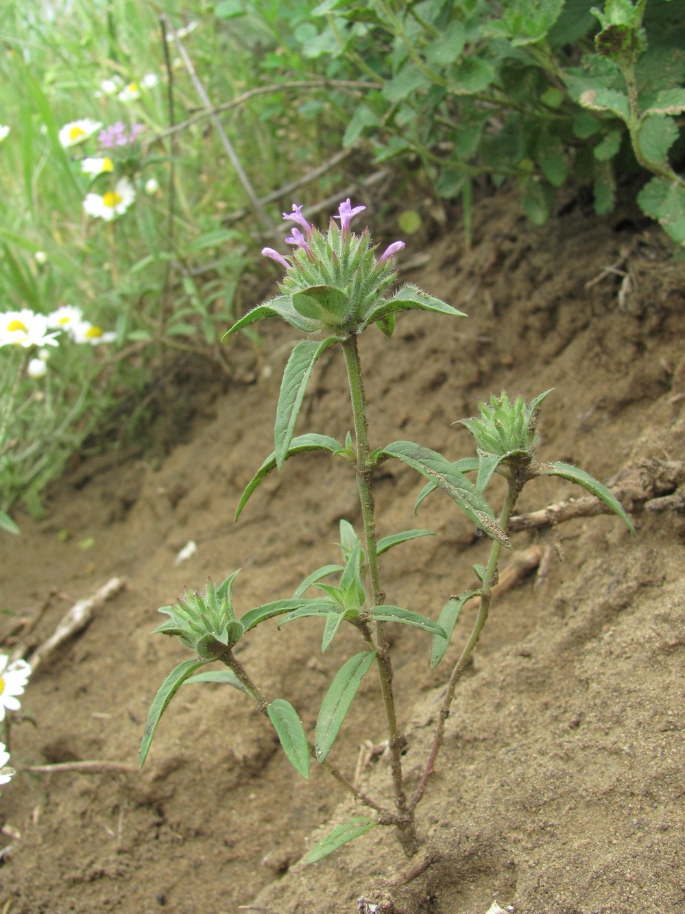 Изображение особи Ziziphora capitata.