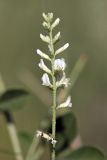 Meristotropis triphylla. Соцветие. Южный Казахстан, предгорья Боролдайтау. 09.06.2010.