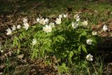 Anemone nemorosa. Куртина цветущих растений. Беларусь, Витебская обл., окр. дер. Сурмино, берег оз. Белое, смешанный елово-сосново-ольхово-берёзовый лес, старая просека. 02.05.2022.