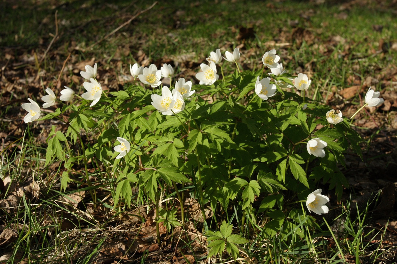 Изображение особи Anemone nemorosa.