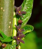 Vincetoxicum scandens