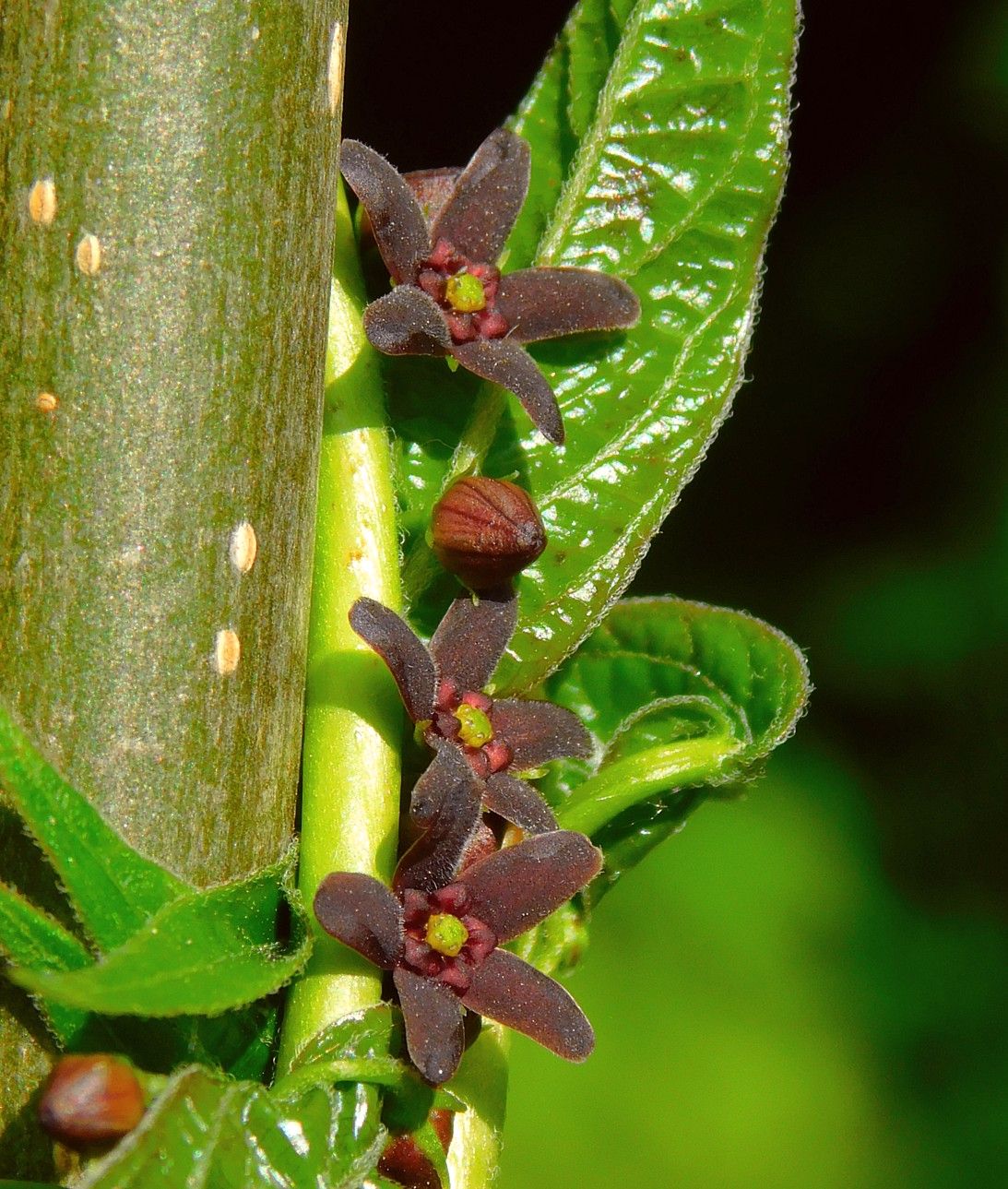 Image of Vincetoxicum scandens specimen.