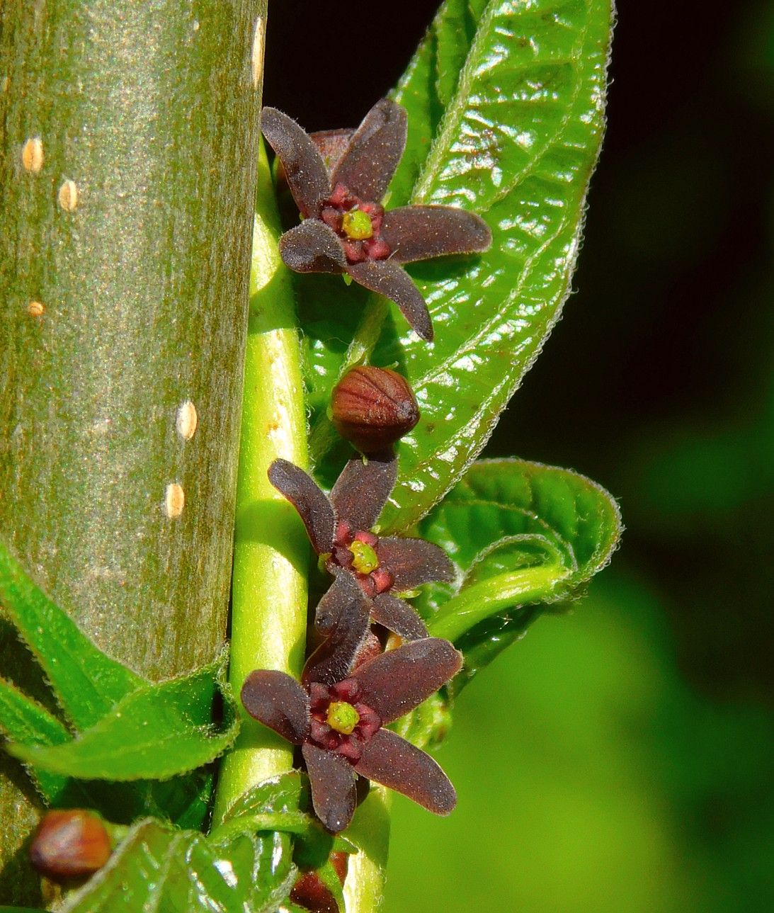 Изображение особи Vincetoxicum scandens.