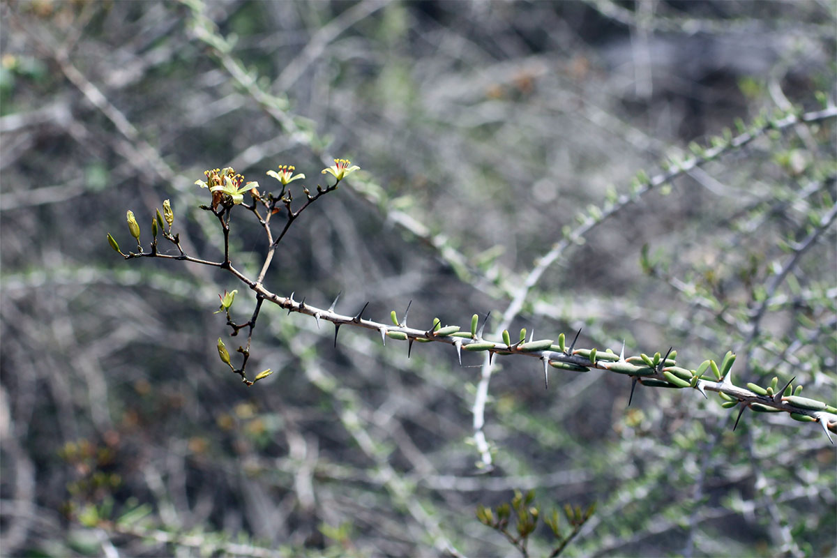 Изображение особи Alluaudiopsis fiherenensis.