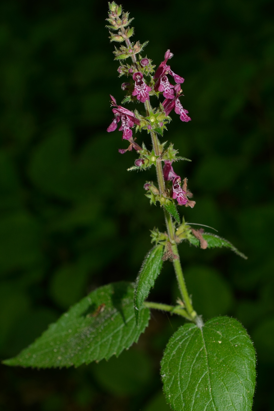 Image of Stachys sylvatica specimen.