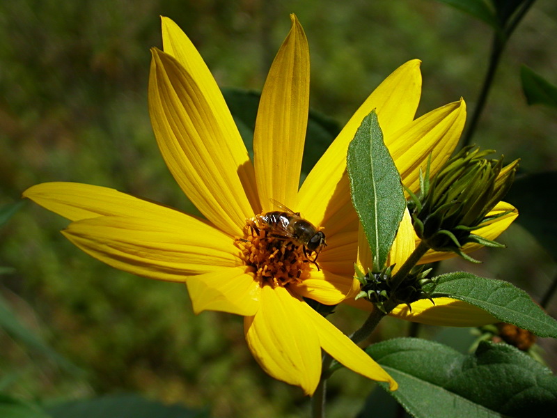 Изображение особи Helianthus tuberosus.