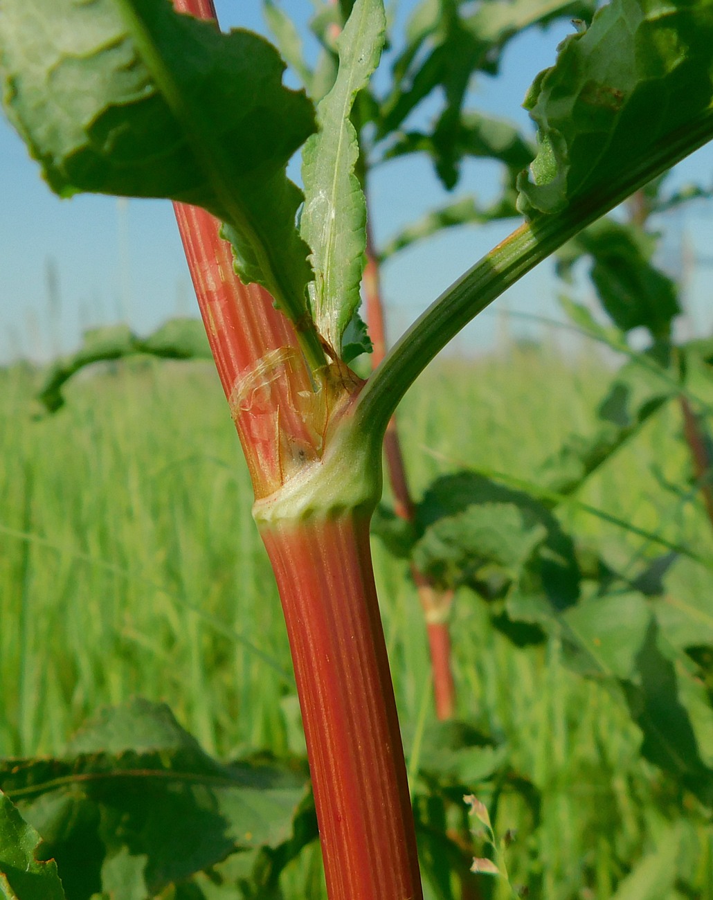 Изображение особи Rumex crispus.