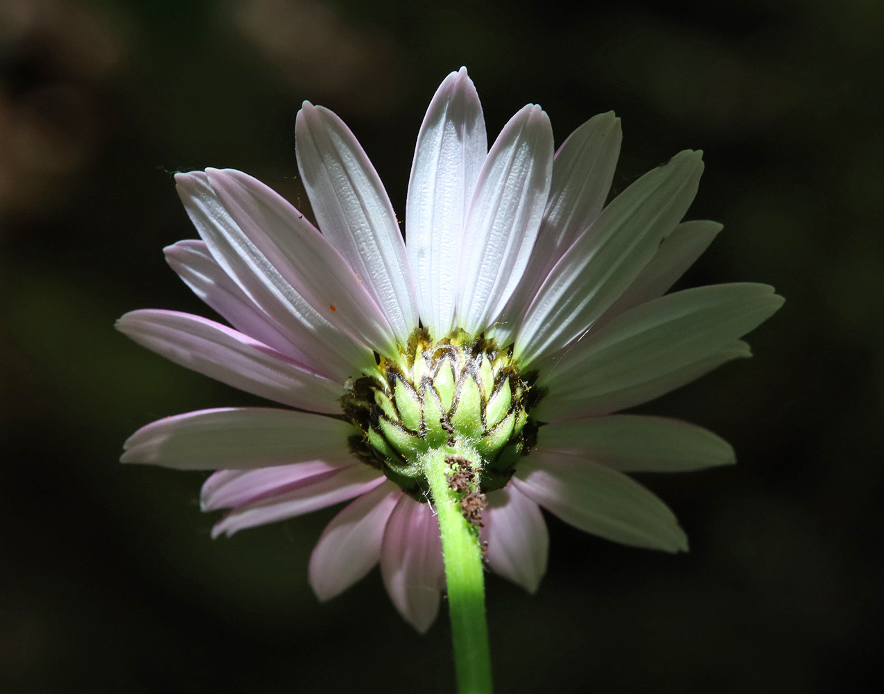 Image of Pyrethrum coccineum specimen.