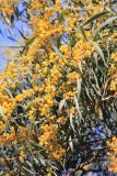 род Acacia. Ветви с соцветиями. Эфиопия, провинция Амхара, аураджа Северное Шоа, Ankober Palace Lodge. 22.12.2014.