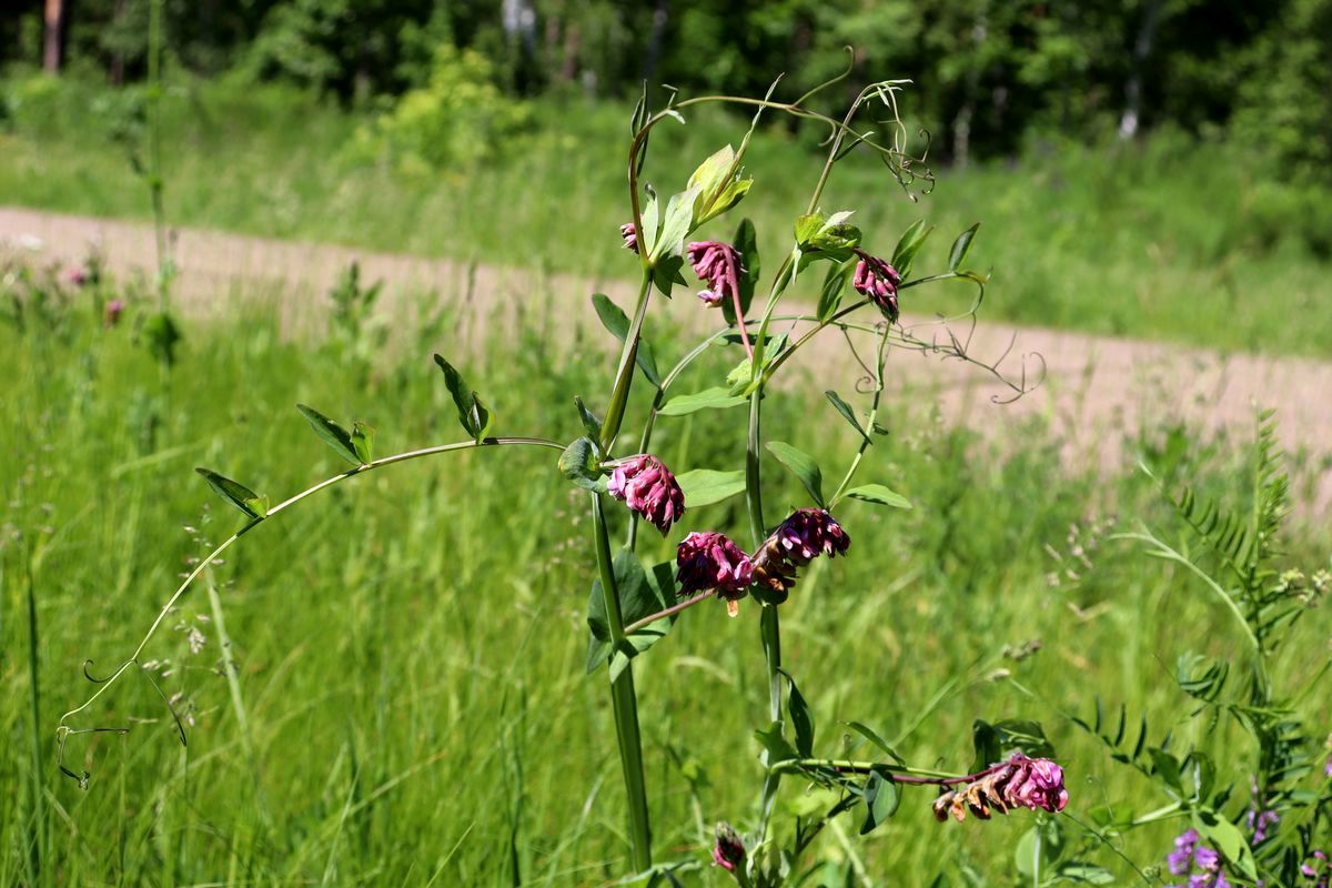 Изображение особи Lathyrus pisiformis.