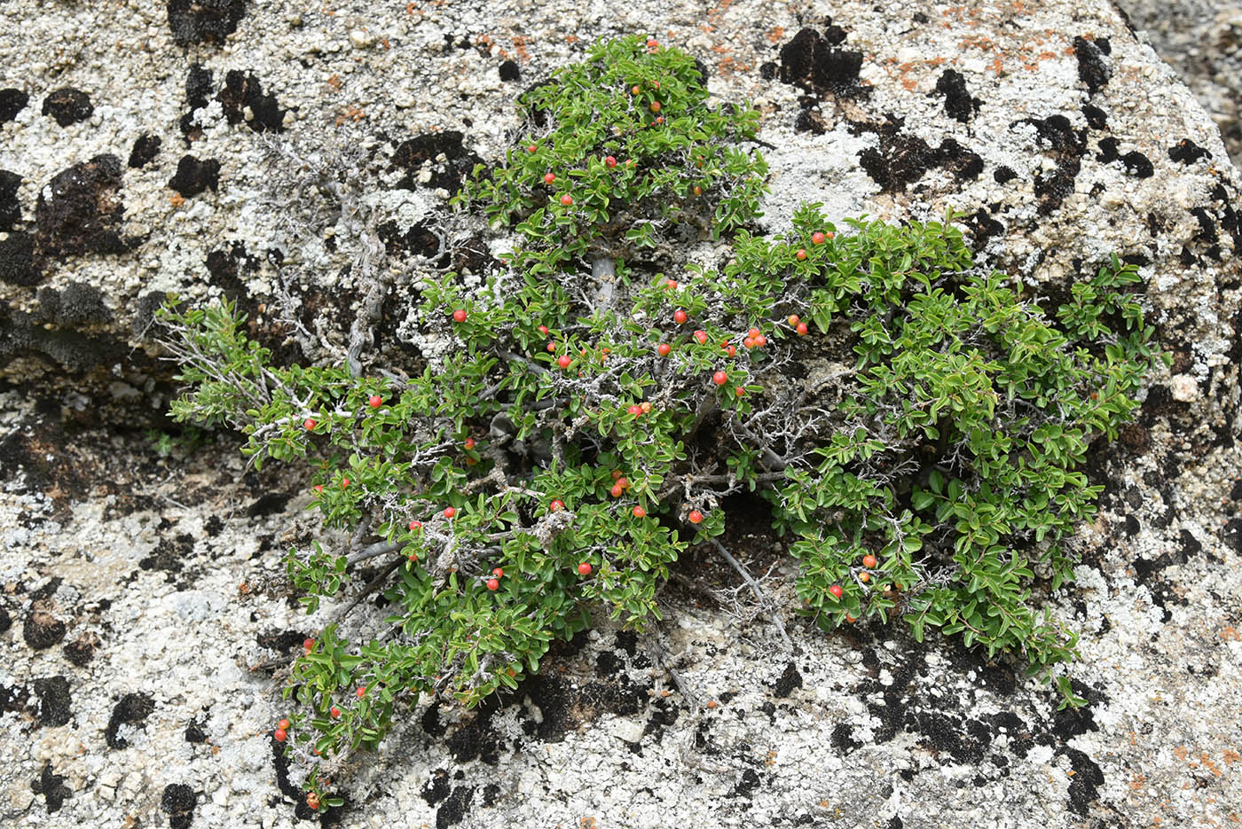 Image of Cerasus tianshanica specimen.