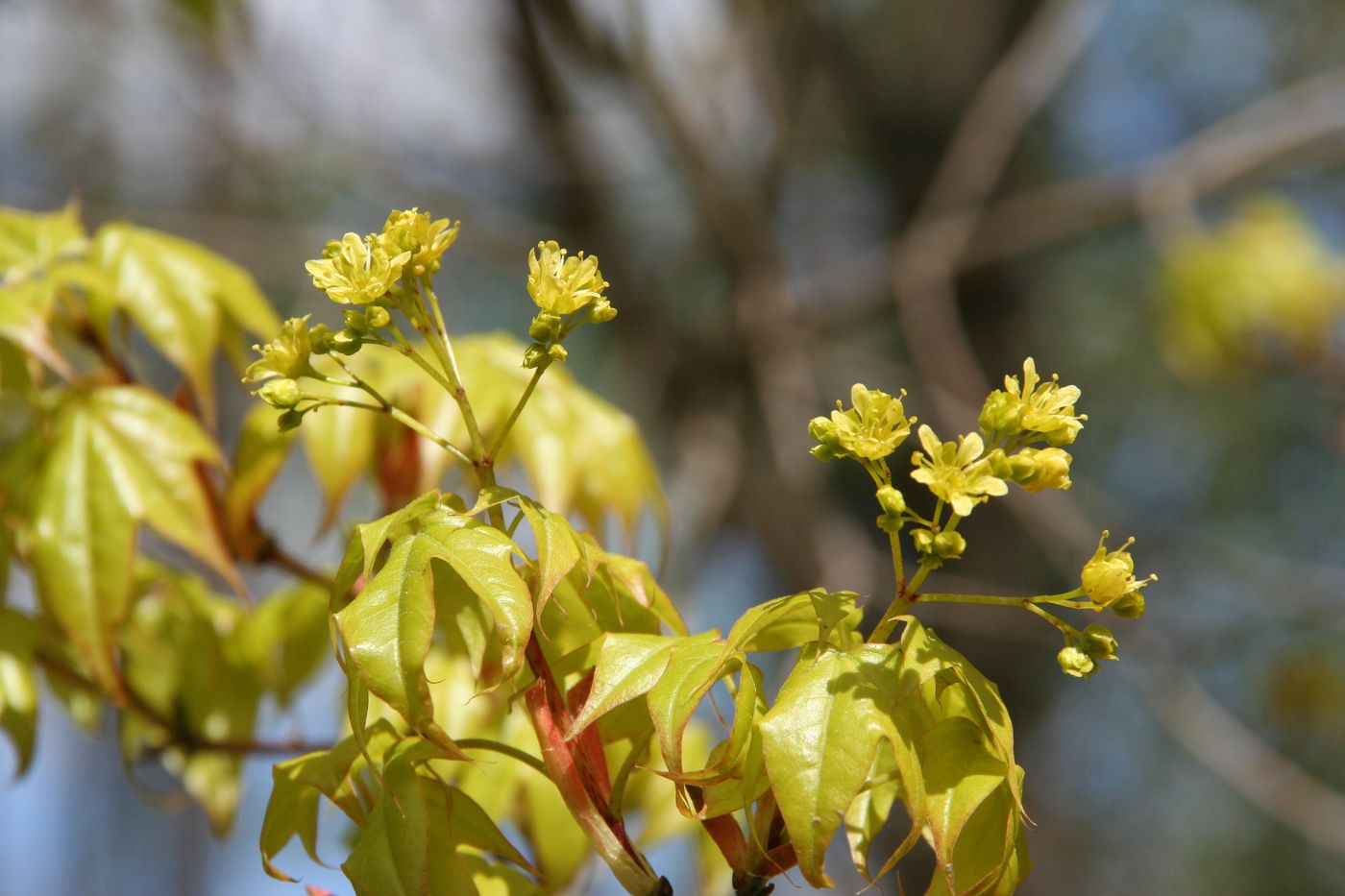 Image of Acer platanoides specimen.