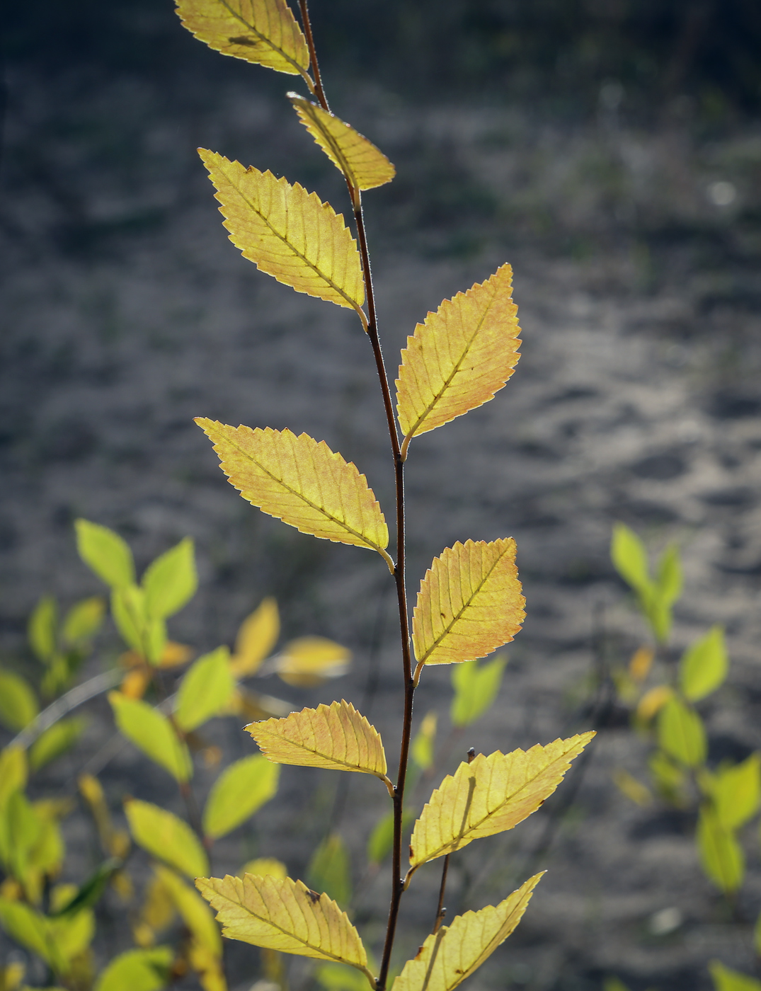 Image of Ulmus pumila specimen.