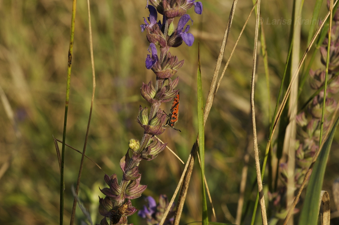 Изображение особи Salvia tesquicola.