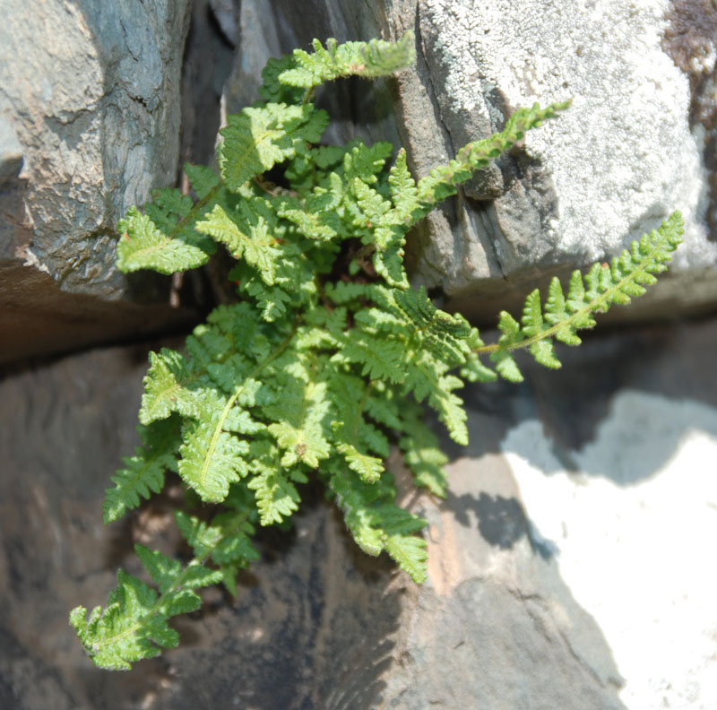 Image of Woodsia ilvensis specimen.